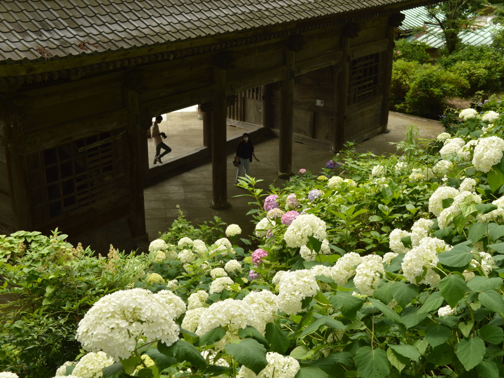 妙法寺４