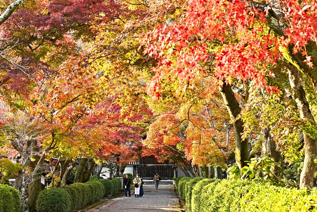 西教寺1