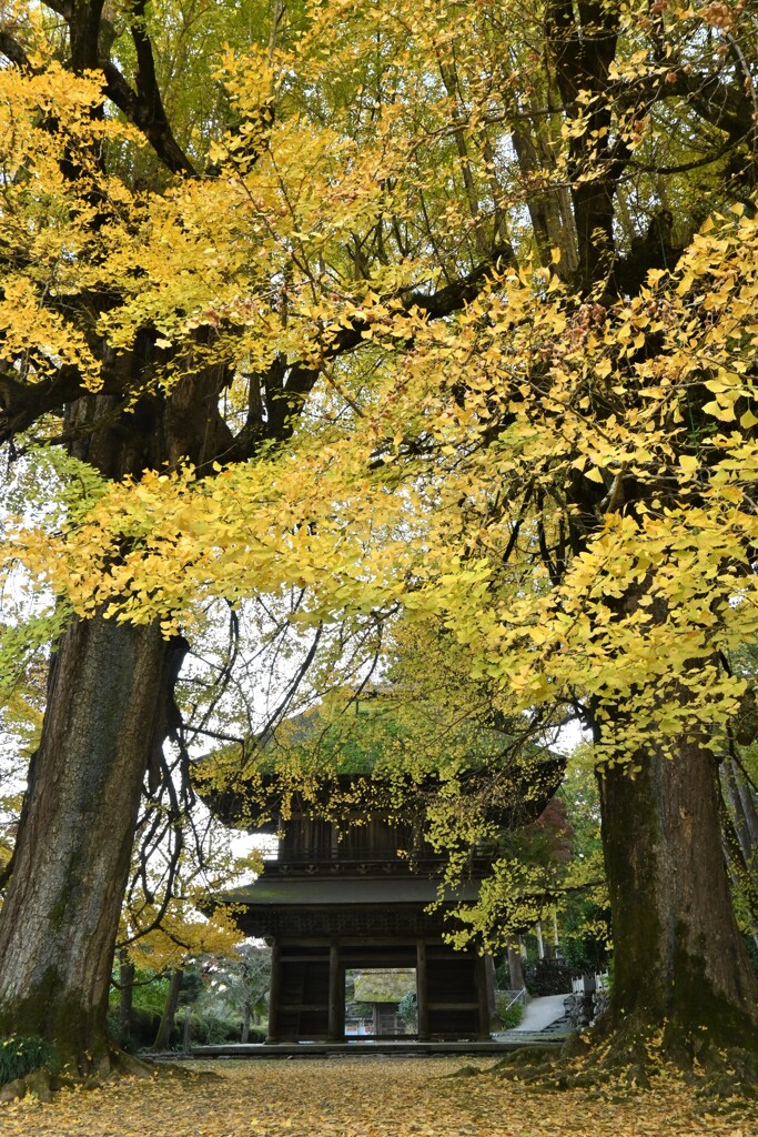 広徳寺の銀杏
