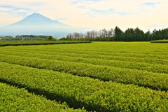 富士宮の茶畑から