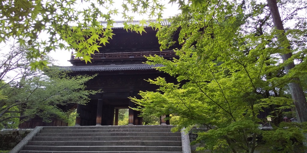 南禅寺 緑のもみじ