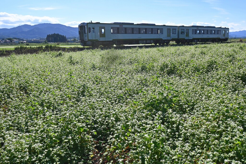 蕎麦の花