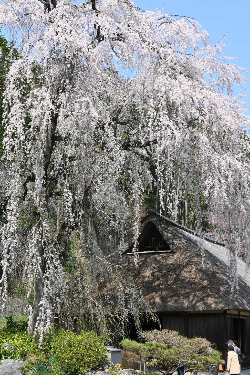 高麗神社２