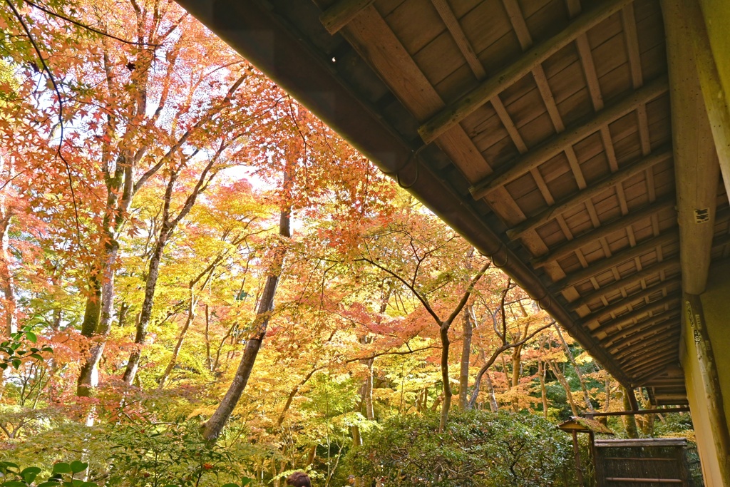 祇王寺２