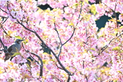 河津桜１