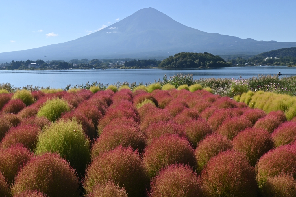 富士山とコキア