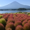 富士山とコキア