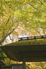 祇王寺１