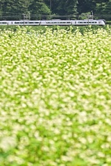 そばの花