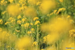 ソレイユの丘　菜の花３