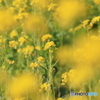 ソレイユの丘　菜の花３