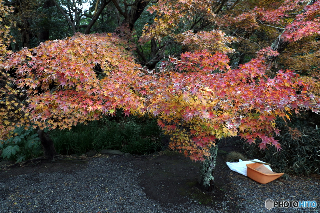 鎌倉　高徳院　紅葉