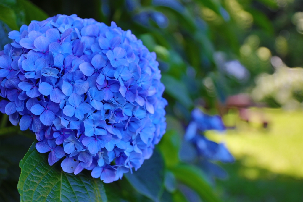 大きい紫陽花