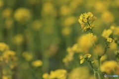 ソレイユの丘　菜の花２