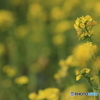 ソレイユの丘　菜の花２
