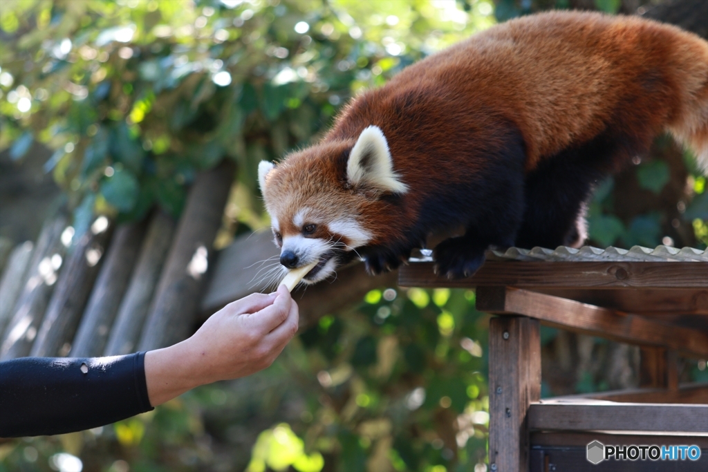 レッサーパンダ