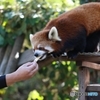 レッサーパンダ
