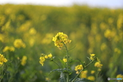 ソレイユの丘　菜の花１