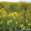 ソレイユの丘　菜の花１