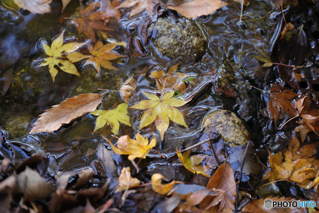 水もしたたる良い紅葉