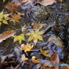 水もしたたる良い紅葉