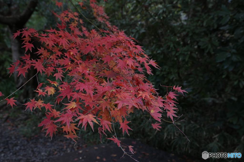 鎌倉　高徳院　紅葉２