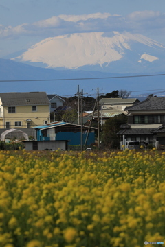 ソレイユの丘　～富士山２～