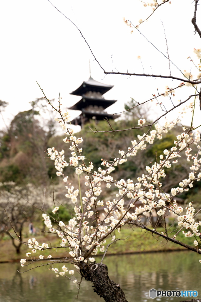 三渓園　三重塔