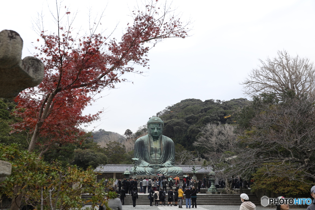 鎌倉　高徳院　紅葉と大仏