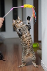 我が家の猫様