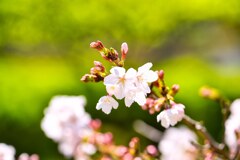 花王