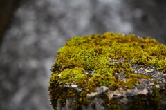 苔
