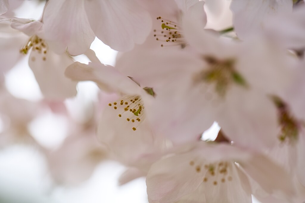 最後の花