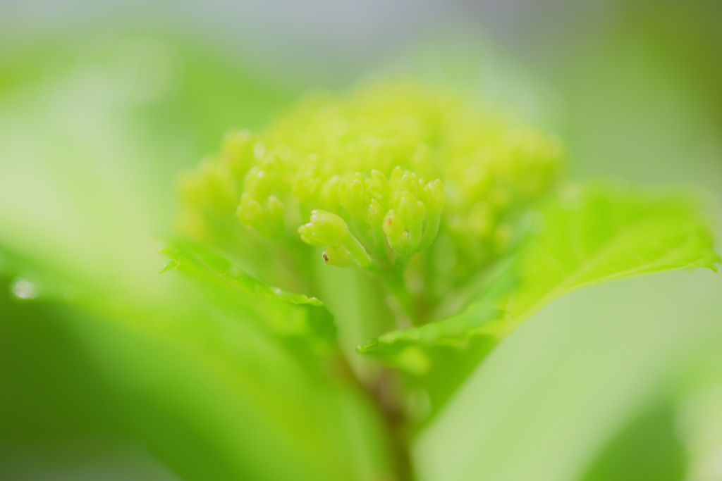 つぼみ　紫陽花