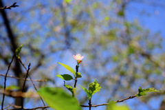 川津桜一輪　季節外れの……