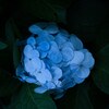 紫陽花☆
