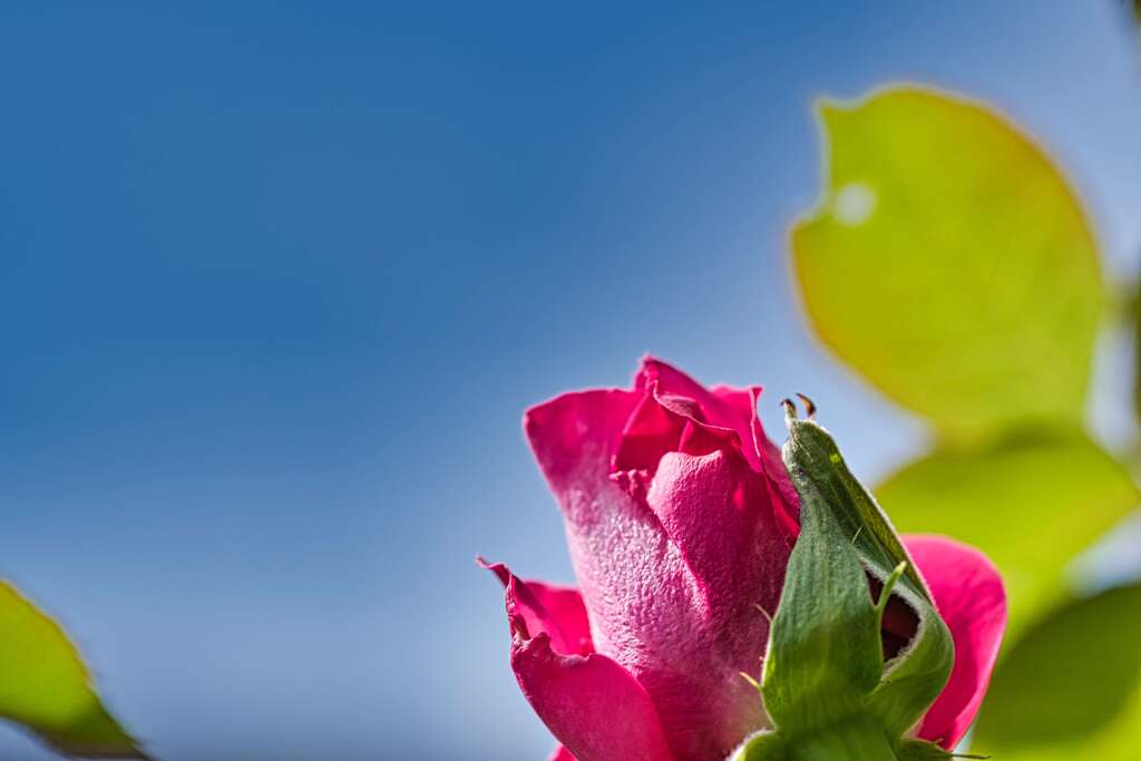 Under the rose