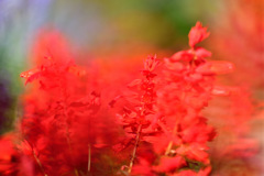 Flowers in my grandmother's garden 3
