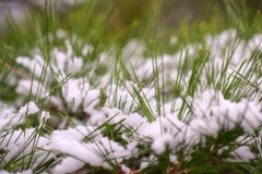 松に雪