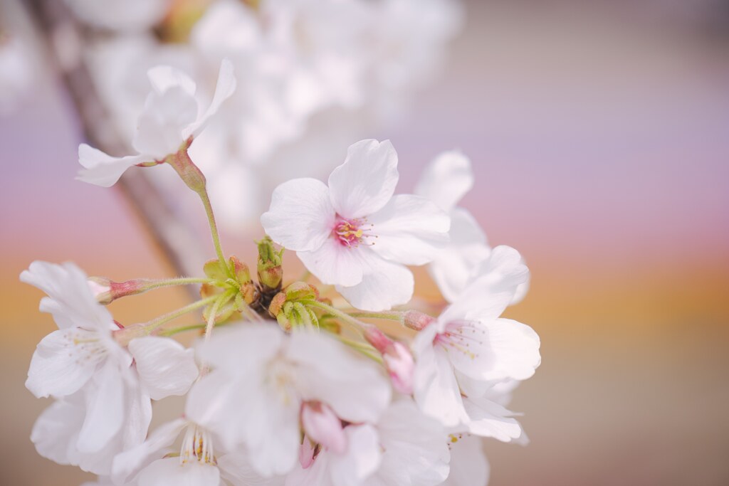 もうすぐ葉桜