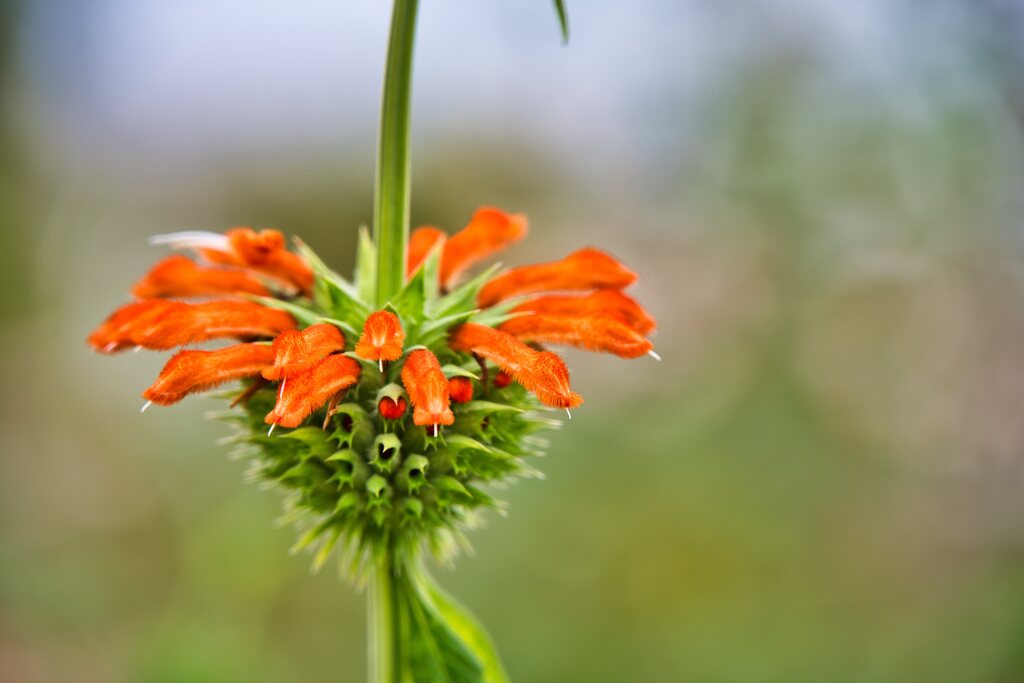 ライオンズイヤー