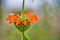 ライオンズイヤー