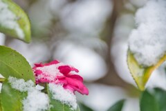 雪に隠れて