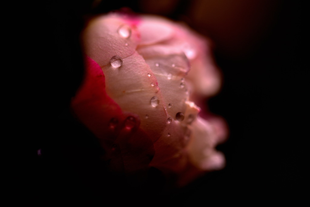 蕾