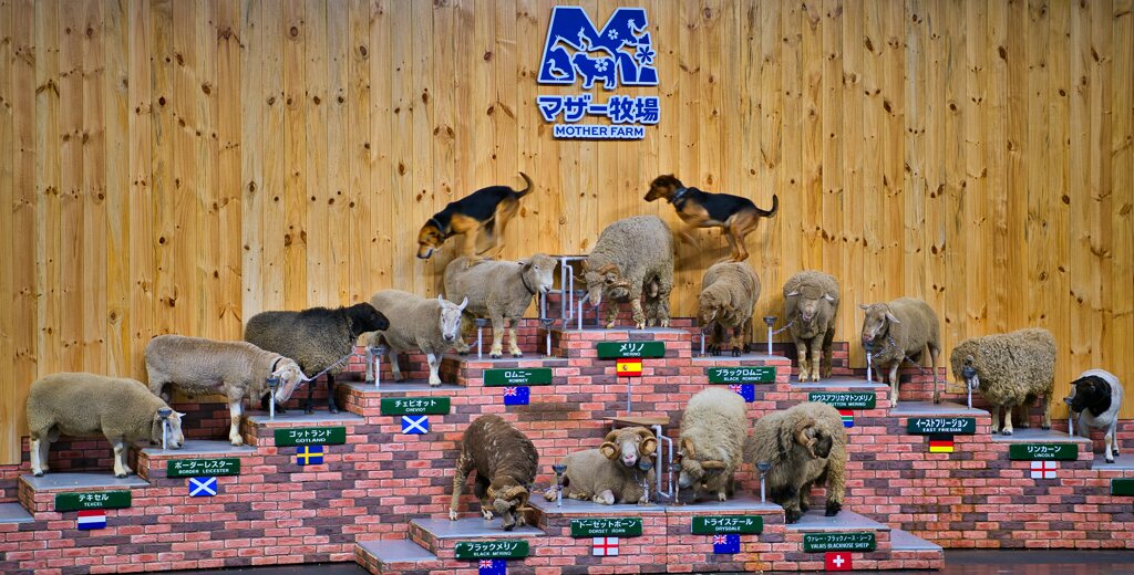 賢い牧羊犬