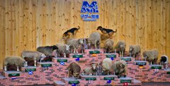 賢い牧羊犬