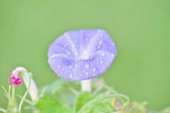 牽牛花
