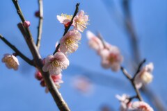 この日は梅東風