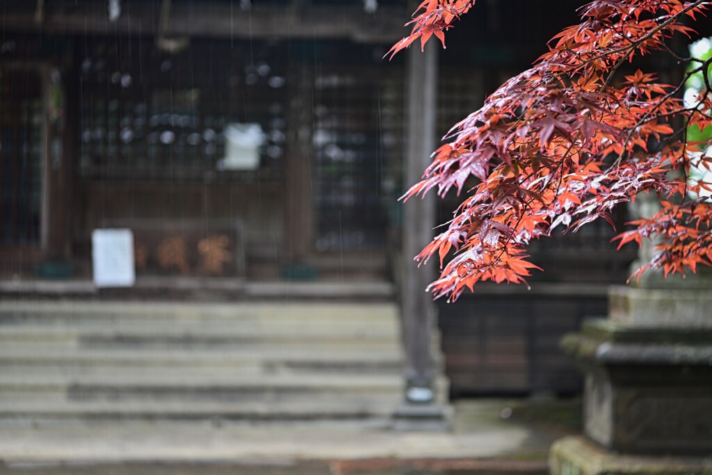 雨紅葉☆