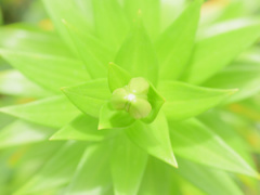 symmetric